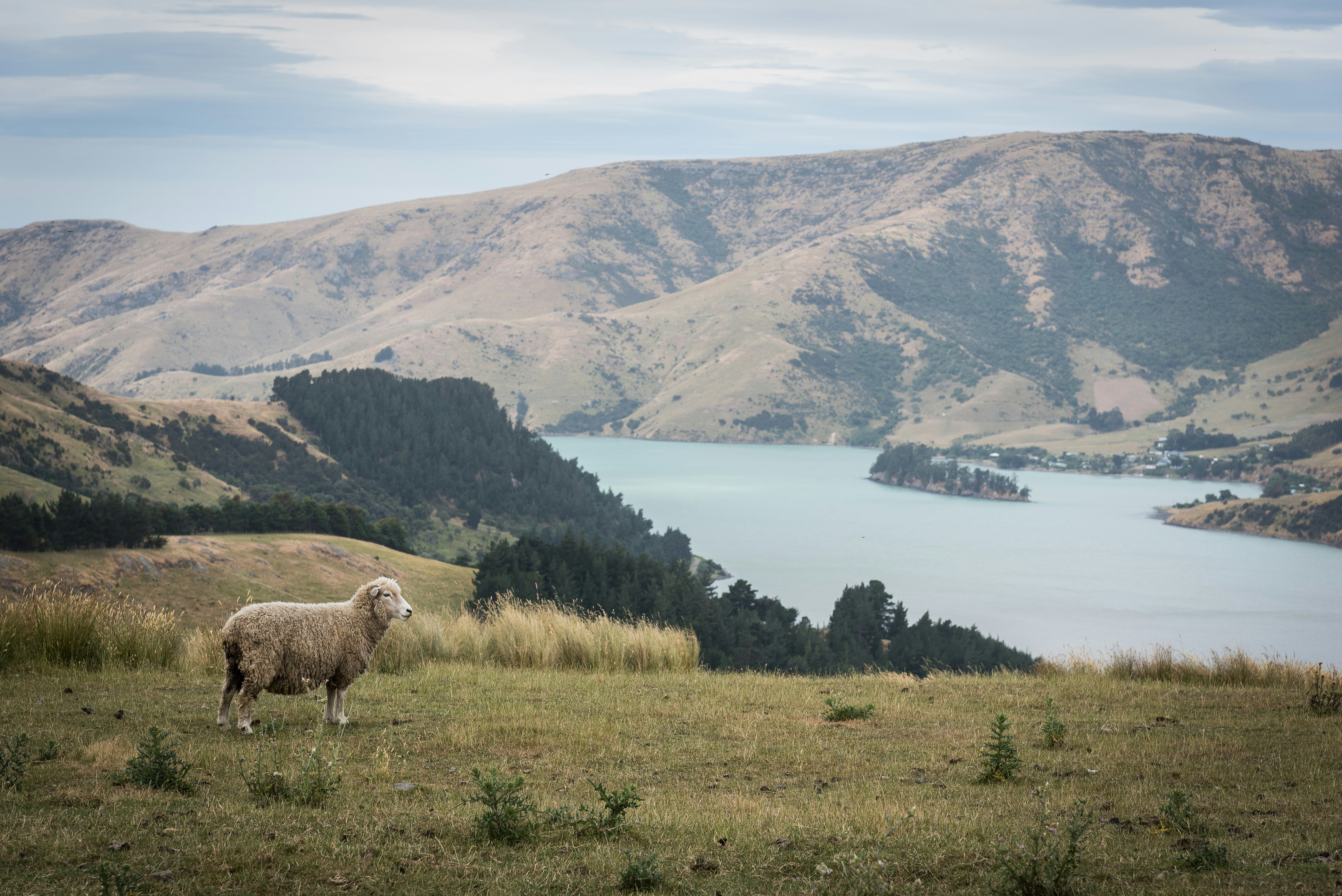 Schaf auf Wiese in Neuseeland